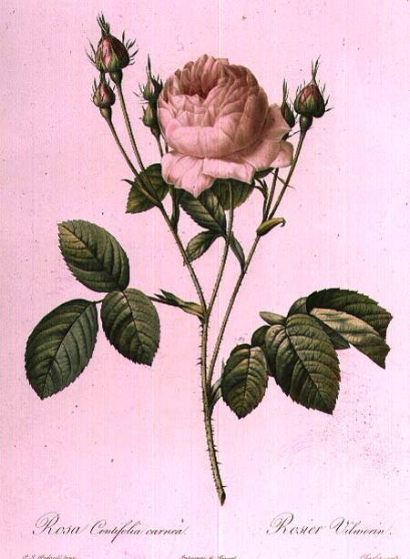 Rosa Centifolia Carnea von Pierre Joseph Redouté