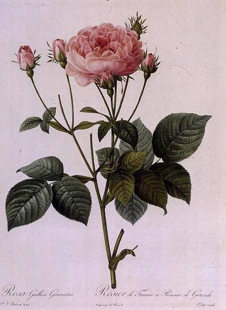 Rosa Gallica Granatus, from 'Les Roses', vol II von Pierre Joseph Redouté