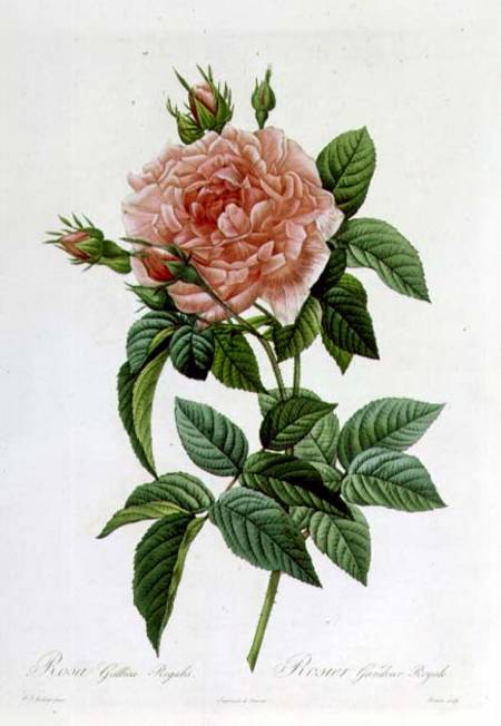 Rosa Gallica Regallis von Pierre Joseph Redouté