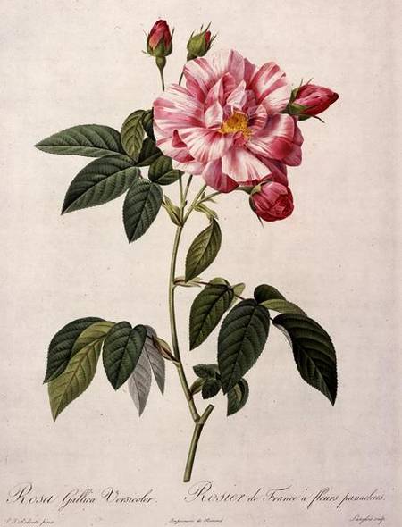 Rosa gallica versicolor (French rose), engraved by Langlois, from 'Les Roses' von Pierre Joseph Redouté