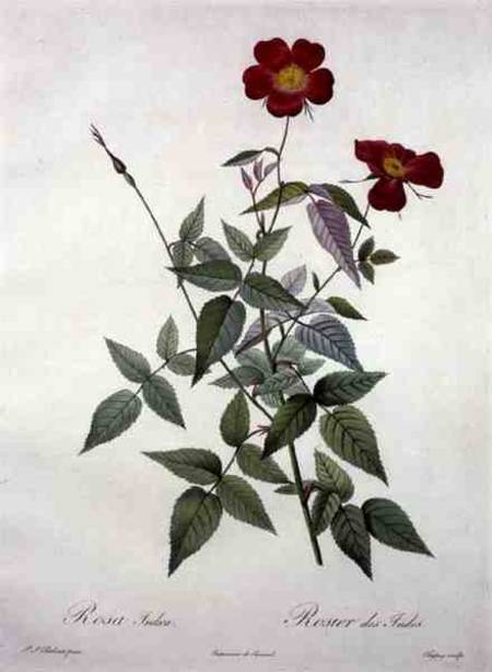 Rosa indica, engraved by Chapuy, from 'Les Roses' von Pierre Joseph Redouté