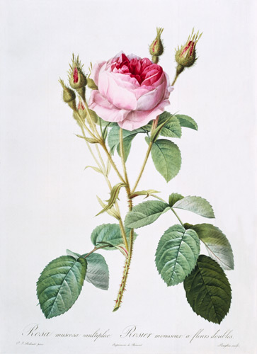 Rosa muscosa multiplex (double moss rose), engraved by Langlois, from 'Les Roses' von Pierre Joseph Redouté