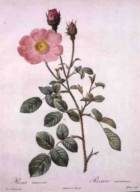 Rosa muscosa (moss rose), engraved by Gouten, from 'Les Roses' von Pierre Joseph Redouté