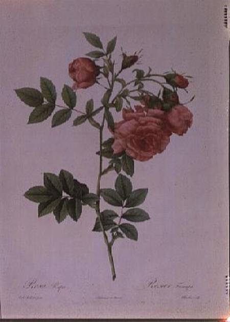 Rosa Rapa von Pierre Joseph Redouté