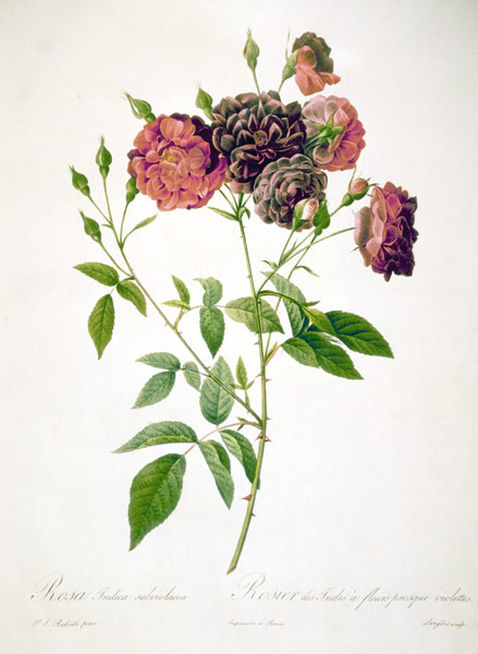 Rose / Langlois after Redoute von Pierre Joseph Redouté