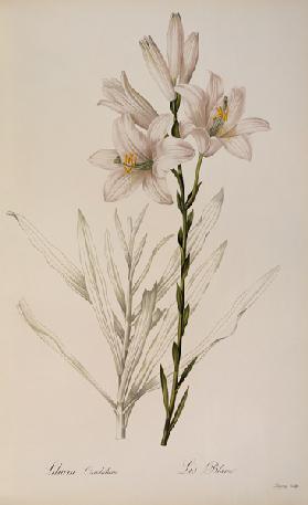 Lilium Candidum, from `Les Liliacees' 1807