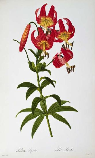 Lilium Superbum, from `Les Liliacees' 1805