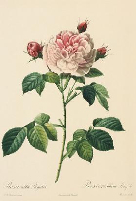 Rosa Alba Regalis, engraved by Bessin (coloured engraving)
