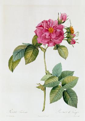 Rosa Turbinata