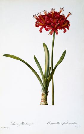 Amaryllis Curvifolia from `Les Liliacees' 1809