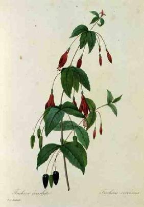 Fuchsia coccinea, from 'Choix des Plus Belles Fleurs' 1827-33