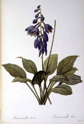 Hemerocallis Caerulea, from `Les Liliacees' 1806