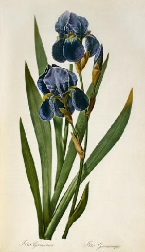 Iris Germanica, from `Les Liliacees'