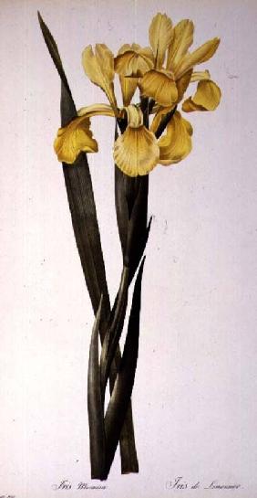 Iris Monnieri, from `Les Liliacees' 1808