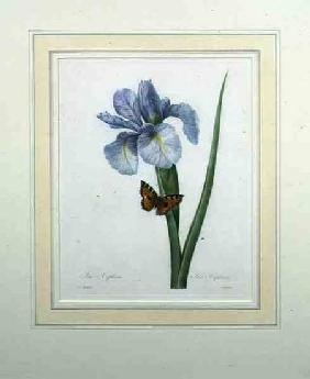 Iris xiphium, engraved by Langlois, from 'Choix des Plus Belles Fleurs' 1827