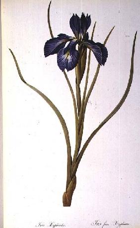 Iris Xyphioides, from `Les Liliacees' 1808