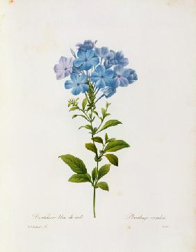 Leadwort