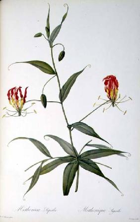 Methonica Superba, from `Les Liliacees' 1809