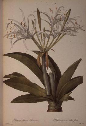 Pancratium speciosum, from `Les Liliacees' 1806