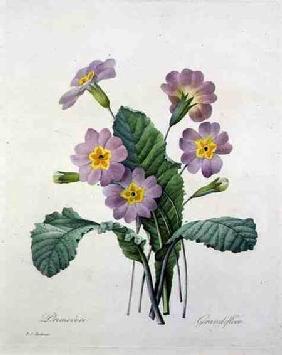 Primula (primrose), from 'Choix des Plus Belles Fleurs' 1827