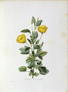Redutea heterophylla / Redouté