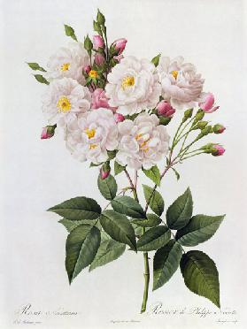 Rosa Noisettiana