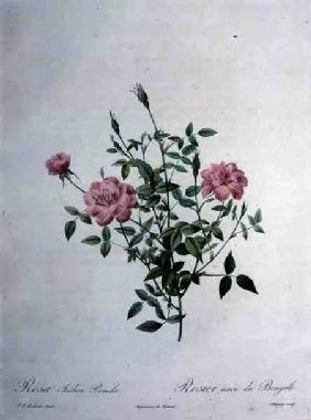 Rosa indica pumila (dwarf Bengal rose), engraved by Chapuy, from 'Les Roses' 1817-24 ou