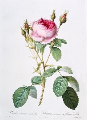 Rosa muscosa multiplex (double moss rose), engraved by Langlois, from 'Les Roses' 1817-24