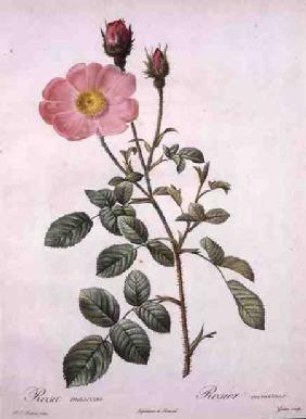 Rosa muscosa (moss rose), engraved by Gouten, from 'Les Roses' 1817-24 ou