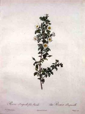 Rosa pimpinelli folia pumila (dwarf Scotch rose), engraved by Chapuy, from 'Les Roses' 1817-24 ou