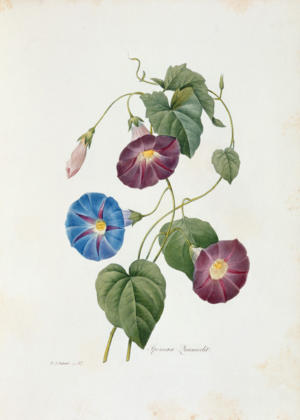 Trichterwinde ( Ipomoea ) von Pierre Joseph Redouté