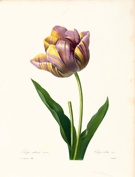 Tulip / Redouté von Pierre Joseph Redouté