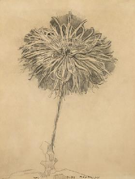 Crysanthemum 1907