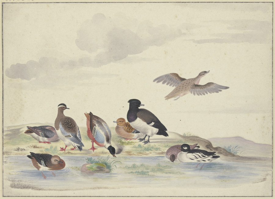 Acht Enten verschiedener Art am Wasser von Pieter Holsteyn d. Ä.