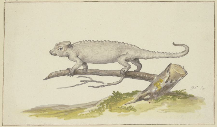 Eidechse oder Salamander nach links von Pieter Holsteyn d. Ä.