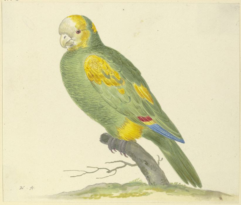 Grüner Papagei von Pieter Holsteyn d. Ä.