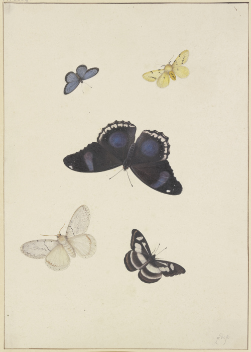 Fünf Schmetterlinge von Pieter Withoos