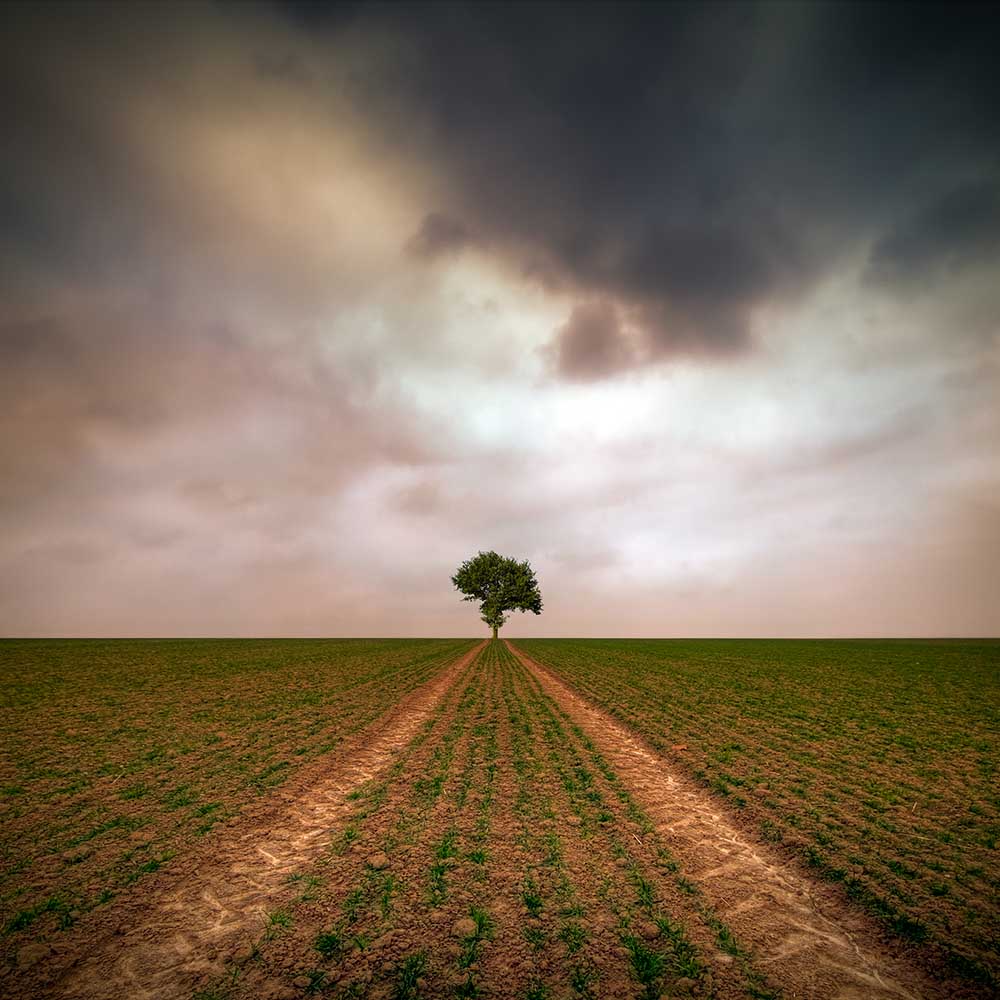 ein Baum... von Piotr Krol (Bax)
