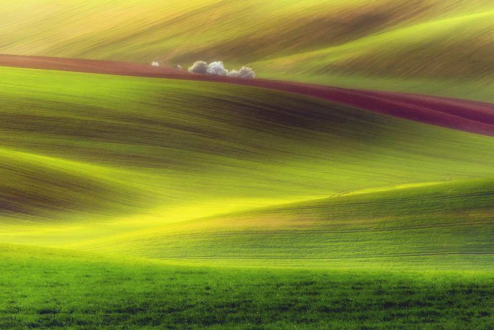 Golden fields von Piotr Krol (Bax)
