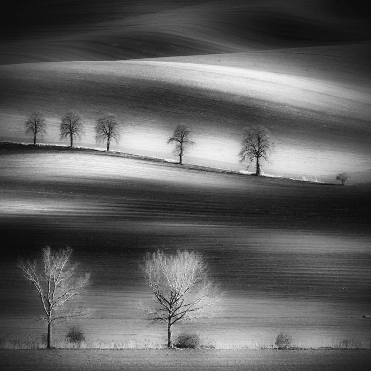 Trees von Piotr Krol (Bax)