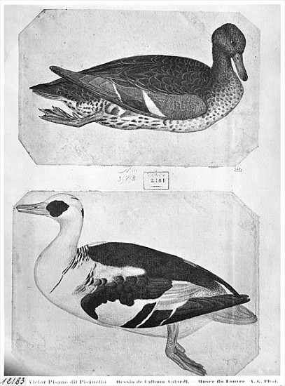 Ducks, from the The Vallardi Album (pen, ink & w/c on paper) von Pisanello