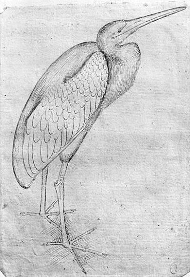 Pelican, from the The Vallardi Album von Pisanello