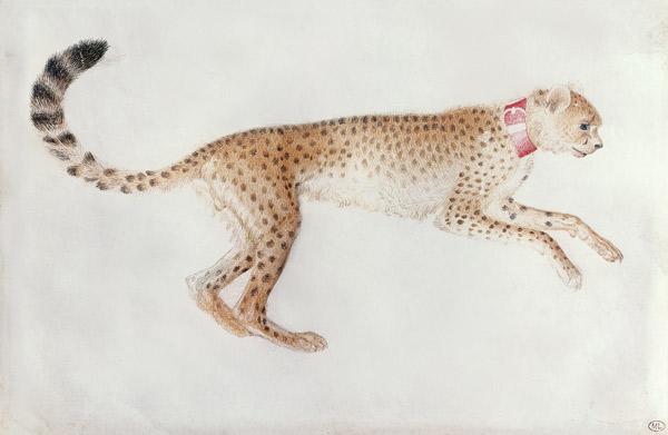 Bounding cheetah with a red collar (w/c on parchment)