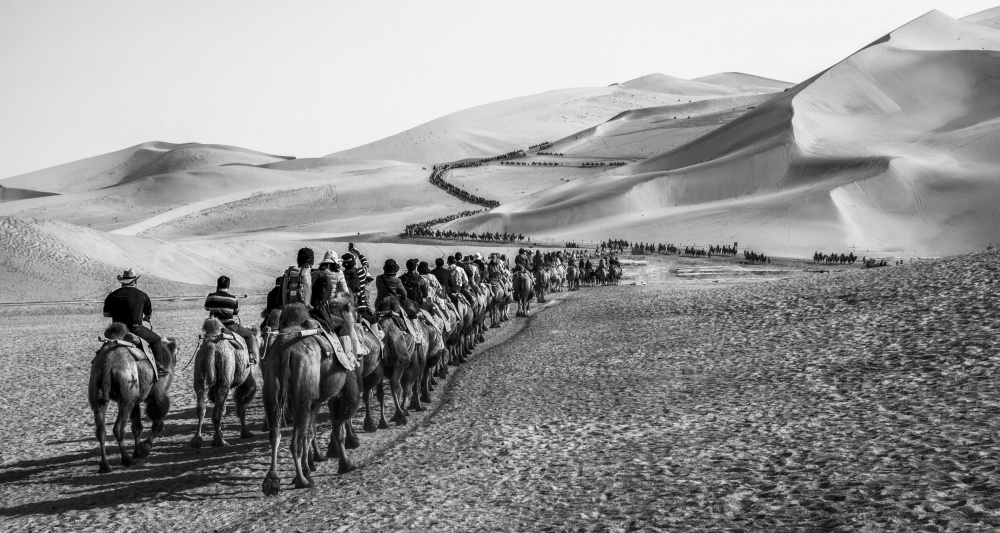 Kamel-Team von Qiang Liu