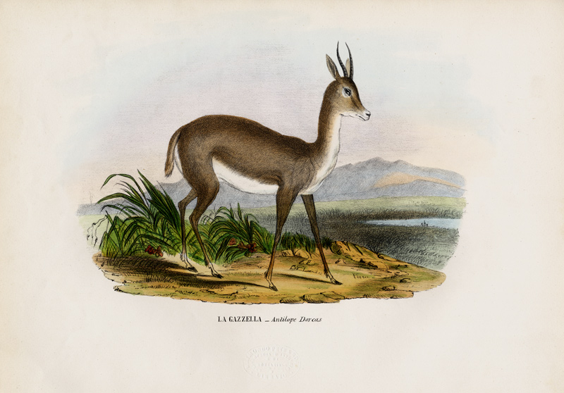 Arabian Gazelle von Raimundo Petraroja