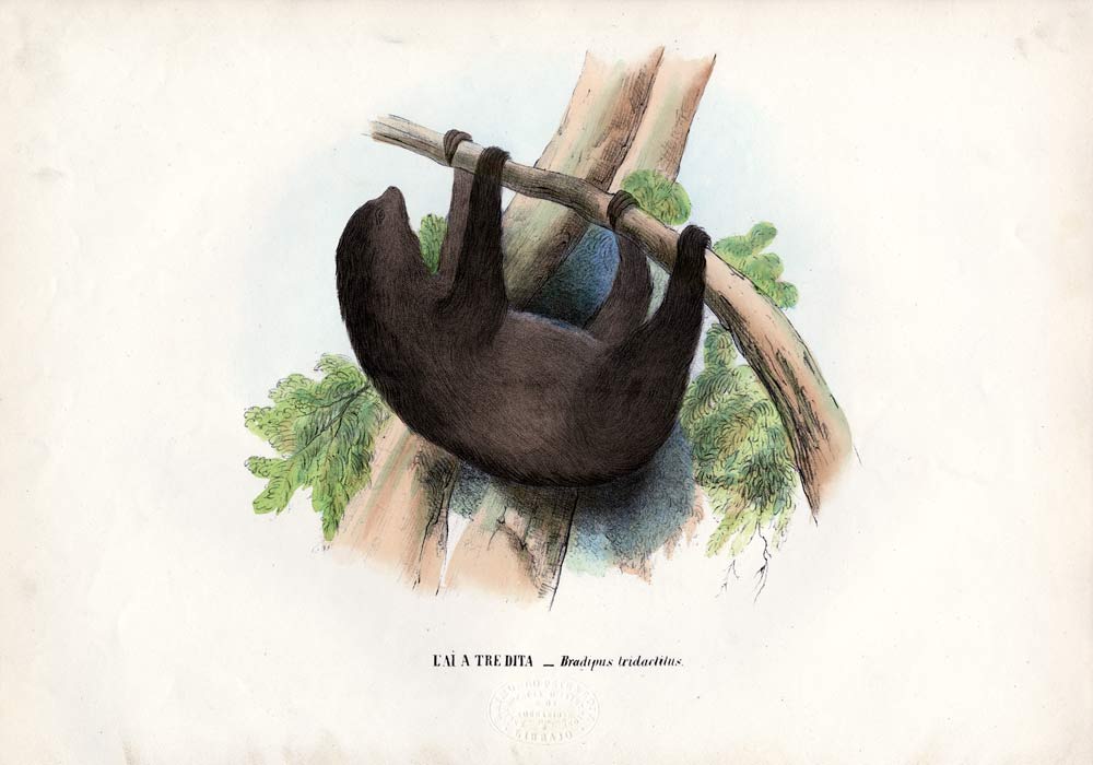 Pale-Throated Sloth von Raimundo Petraroja
