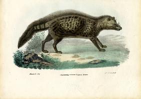 African Civet 1863-79