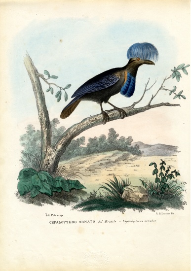 Amazonian Umbrellabird von Raimundo Petraroja