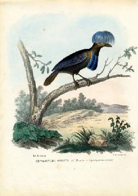 Amazonian Umbrellabird 1863-79