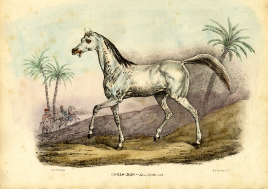 Arab Horse von Raimundo Petraroja